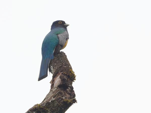 Surucuátrogon (Trogon surrucura)